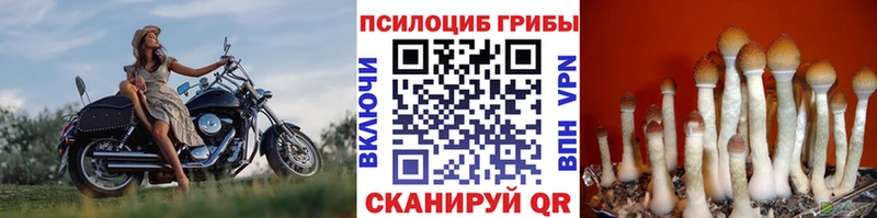 Купить где  Лосино-Петровский  Псилоцибиновые грибы Magic Shrooms 